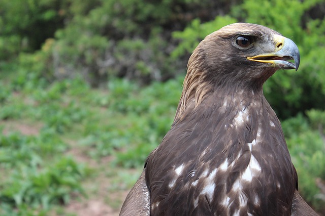 Aquila_Reale.jpg