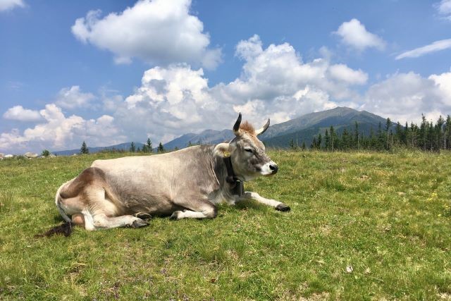 La_mucca_Carolina.jpg