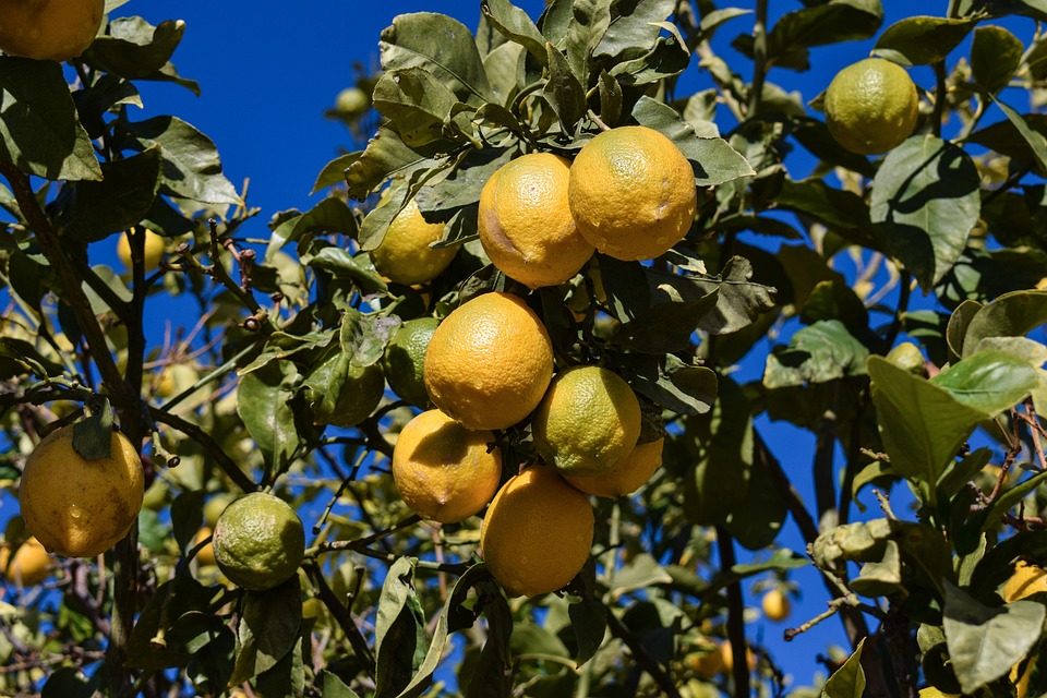 lemon_3.jpg