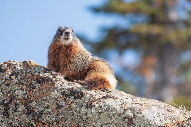 Marmotta.jpg