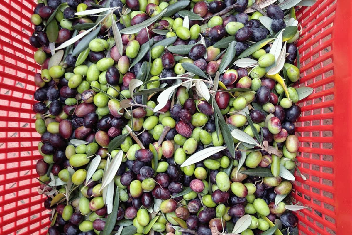 olive