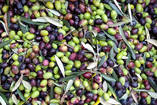 Olive_raccolte.jpg