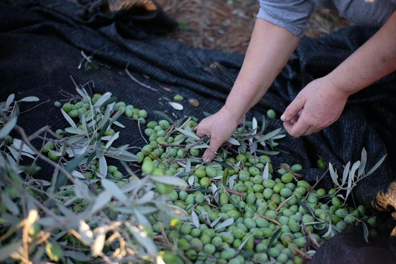 raccolta olive