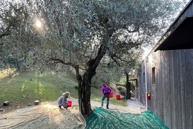 Raccolta_Olive_C_del_Lago.jpg