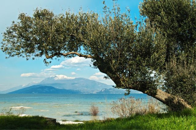 ulivo_vista_lago.jpg ulivo_vista_lago.jpg
