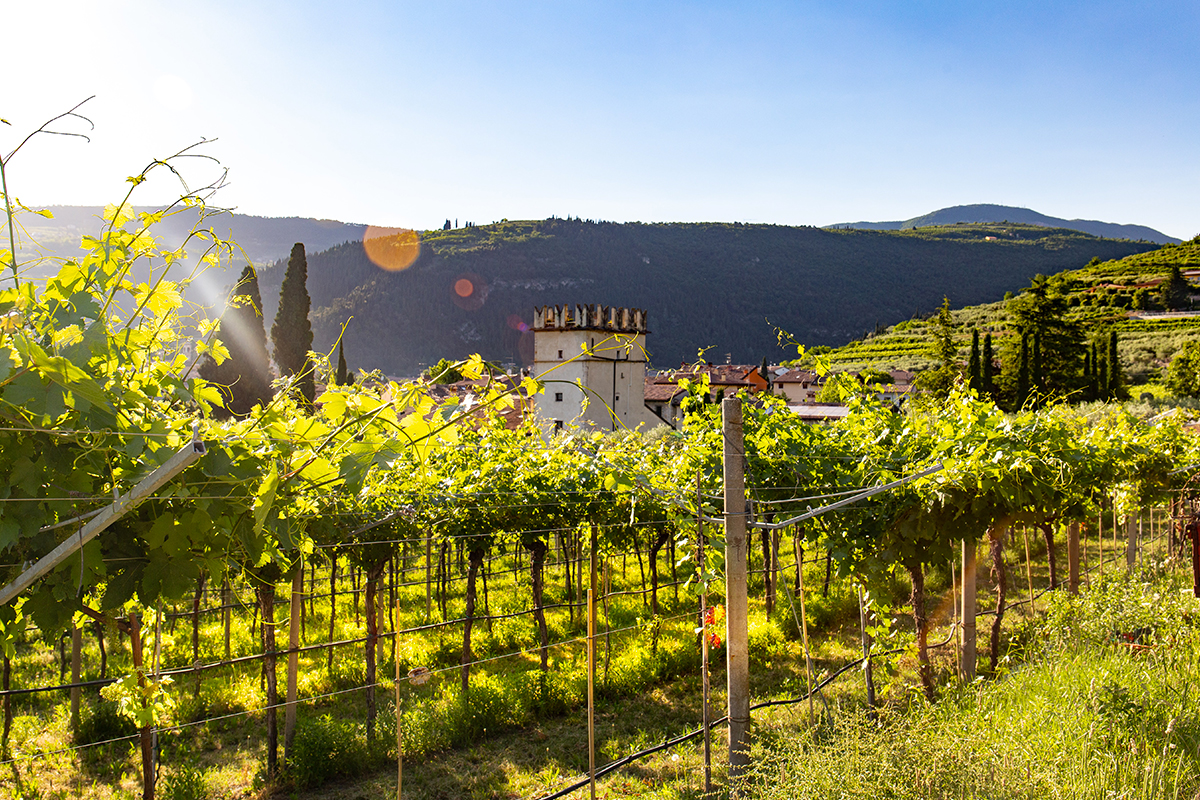 vigneti-ciclabile-lago-di-garda.jpg