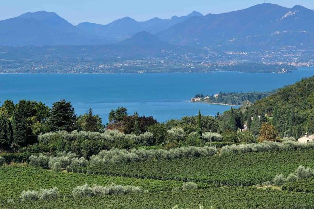 Vigneti_sul_lago..jpg