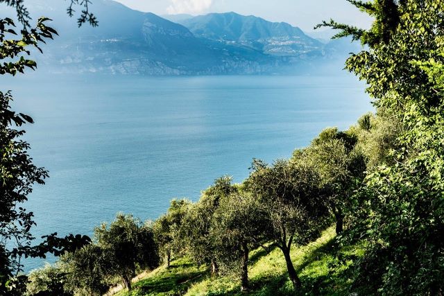 vista_tra_gli_ulivi.jpg vista_tra_gli_ulivi.jpg